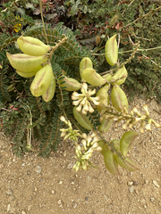 Astragalus nuttallii, photograph (c) Romain Boisseau, some rights reserved (CC BY-SA)