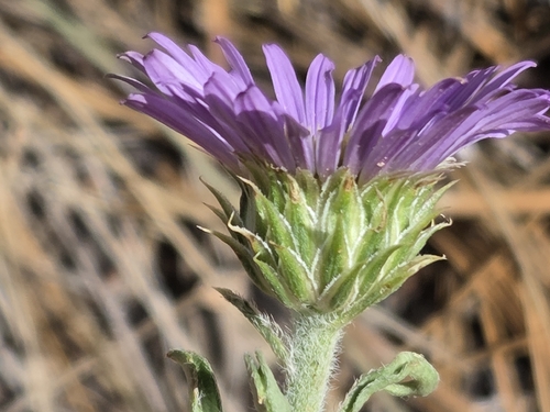 Townsendia eximia, photograph 1