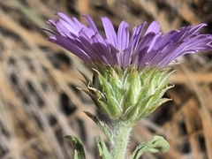 Townsendia eximia, photograph author not stated, no rights reserved