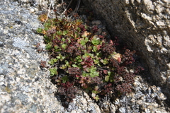 Hylotelephium cyaneum