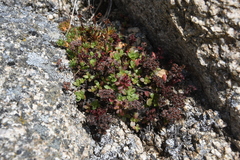 Hylotelephium cyaneum