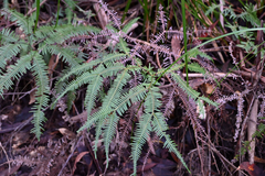 Sticherus lobatus, photograph (c) Bryce Watts-Parker, some rights reserved (CC BY)