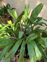 Grammatophyllum elegans