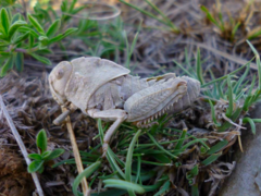 Prionotropis hystrix