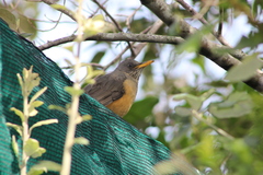 Turdus olivaceus