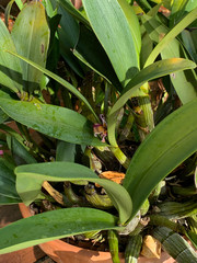 Dendrobium speciosum hillii