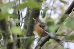 Turdus olivaceus