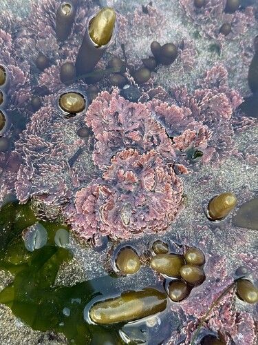 Bossiella plumosa, 2026-06-16