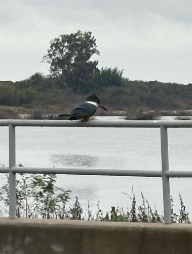 Ringed Kingfisher