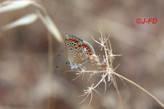 Polyommatus thersites