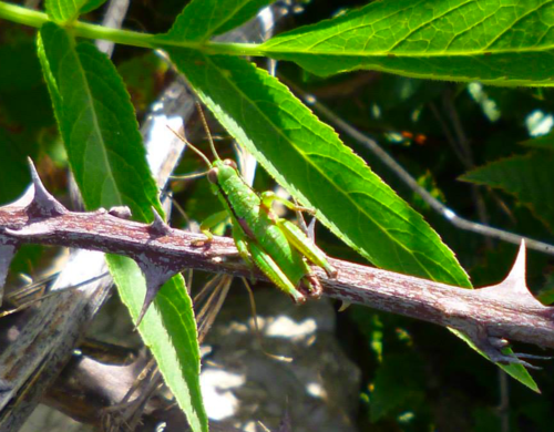Istarski crvenokrili listoplaz (Odontopodisma fallax)