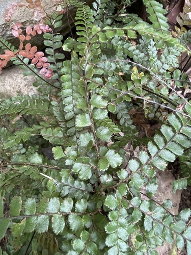 Adiantum observed 2026-06-19