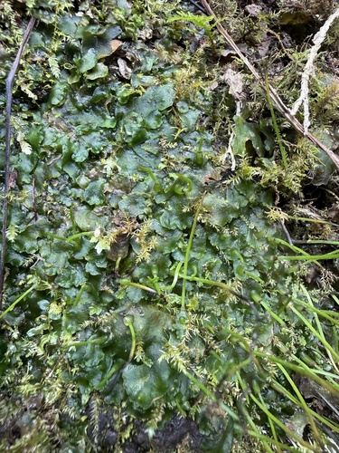 Phaeoceros laevis observed 2026-06-19