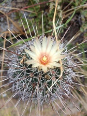 Coryphantha clavata clavata