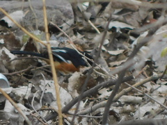 Pipilo erythrophthalmus