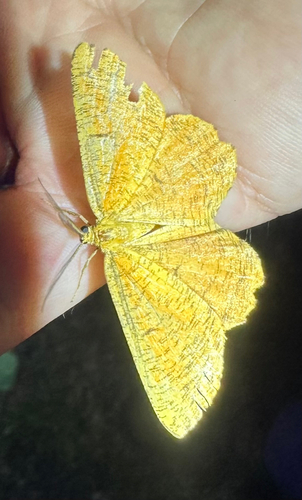 Orange Moth
