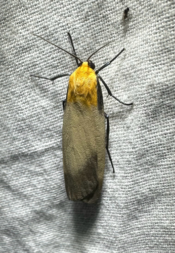 Four-spotted Footman