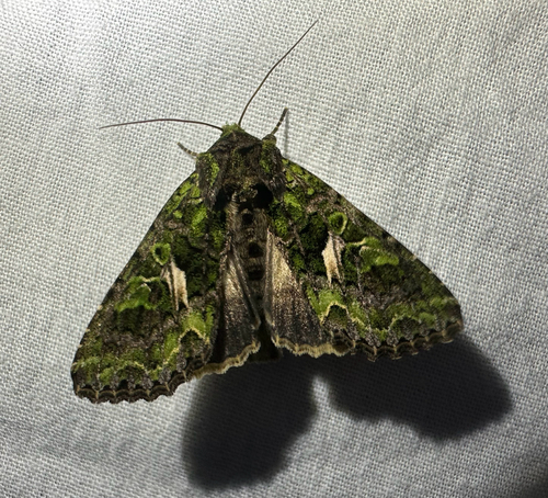 Orache Moth