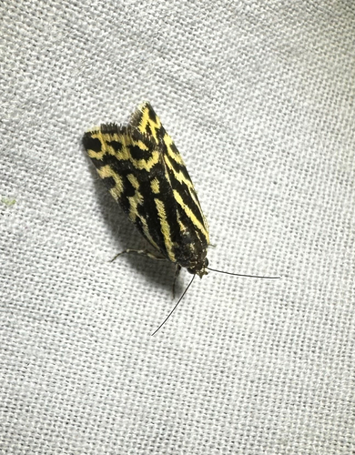 Spotted Sulphur