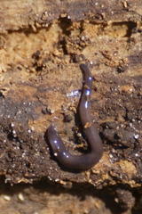 Microplana terrestris