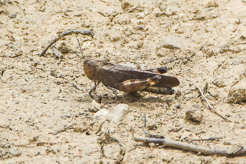 Sulphur-winged Grasshopper photo 6