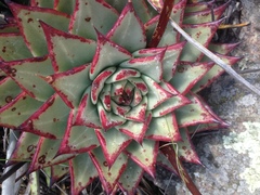 Echeveria agavoides