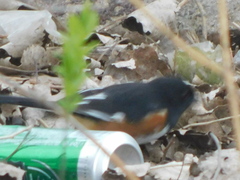 Pipilo erythrophthalmus