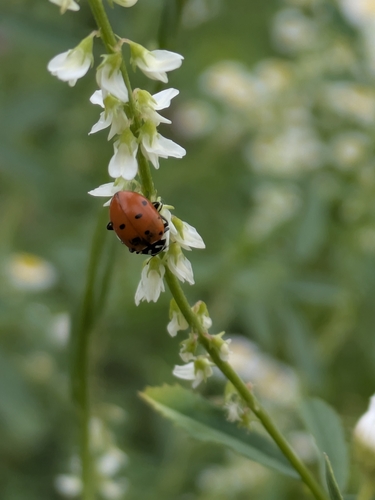 Convergent Lady Beetle photographed in Kansas