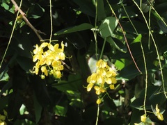 Cassia abbreviata