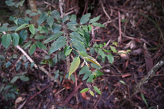 Cryptocarya rigida