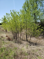 Populus deltoides