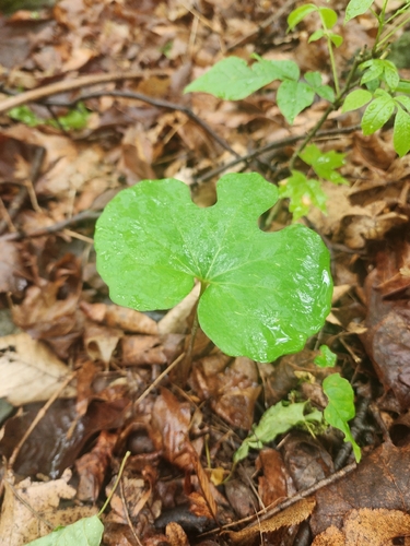 bloodroot