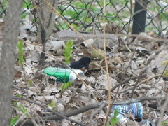 Pipilo erythrophthalmus