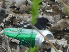 Pipilo erythrophthalmus