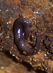 Microplana terrestris