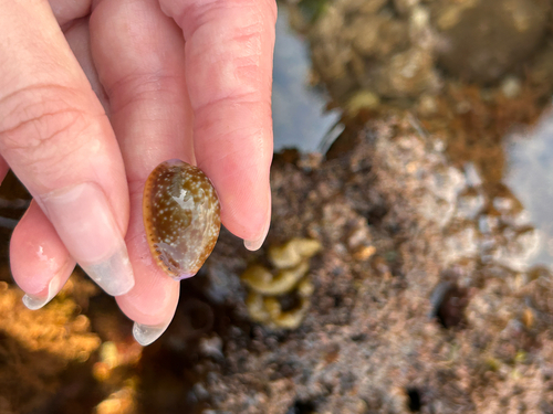 Cypraea helvola observed 2026-06-03