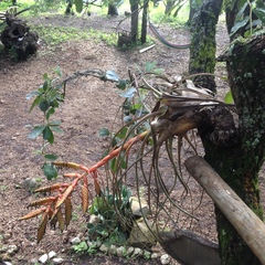 Tillandsia langlasseana