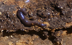 Microplana terrestris