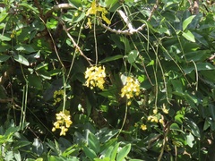Cassia abbreviata