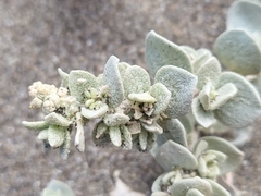 Atriplex leucophylla, photograph (c) Peter Brastow, some rights reserved (CC BY)