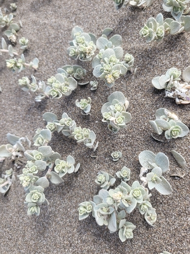 Atriplex leucophylla, photograph 2