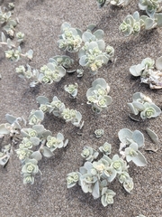 Atriplex leucophylla, photograph (c) Peter Brastow, some rights reserved (CC BY)
