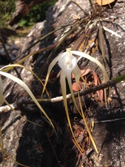 Brassavola cucullata