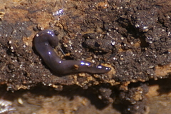 Microplana terrestris