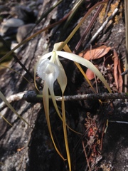 Brassavola cucullata
