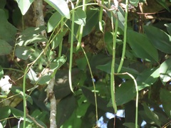 Cassia abbreviata