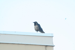 Corvus brachyrhynchos