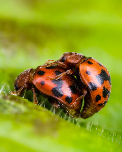 24-spot Ladybird