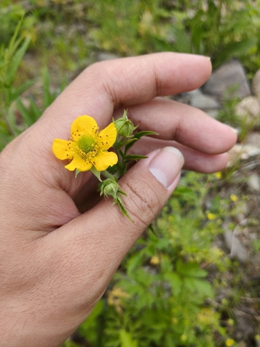 Yellow Avens