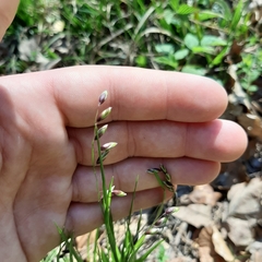 Melica nutans